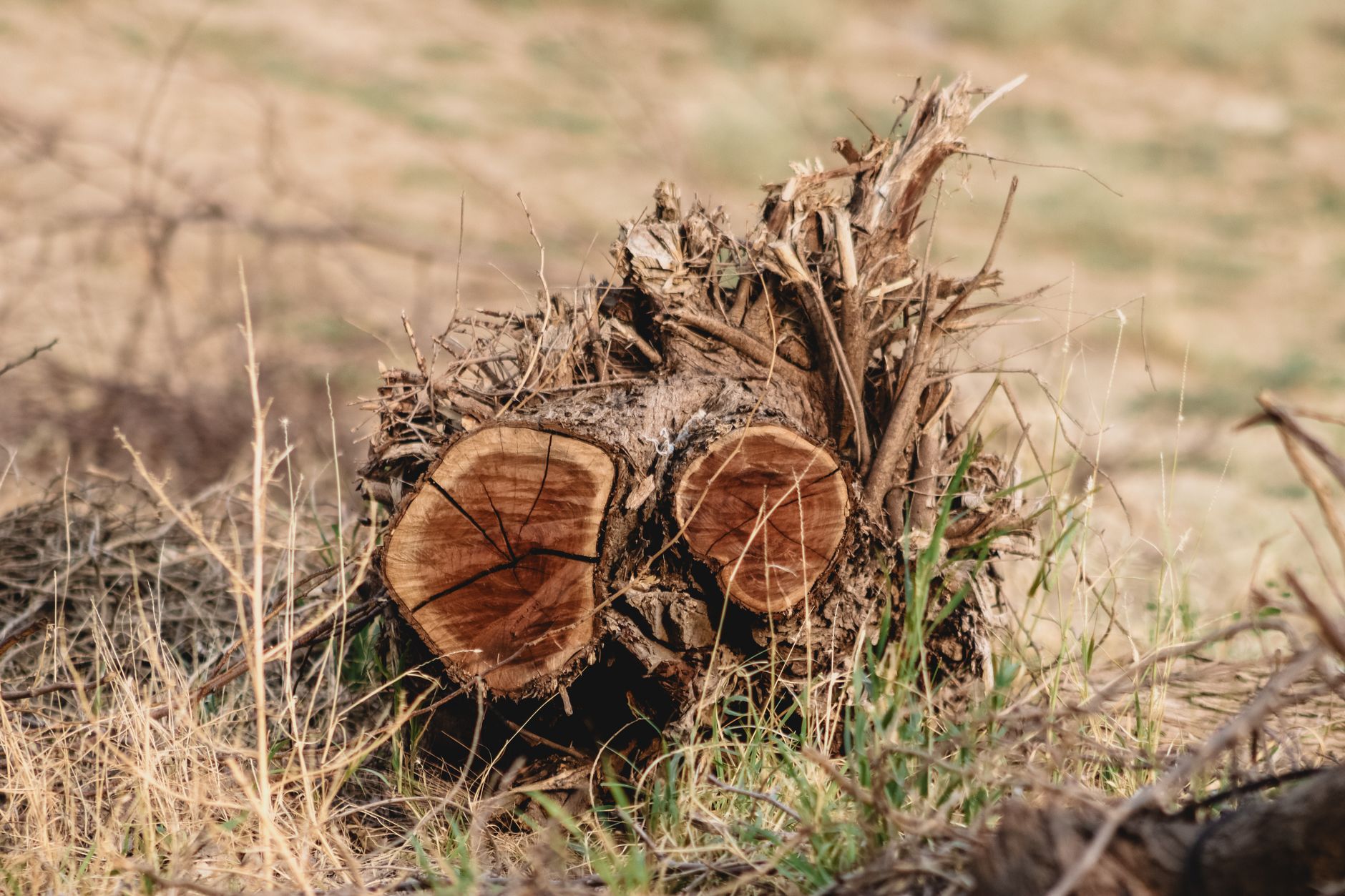 Stump Removal